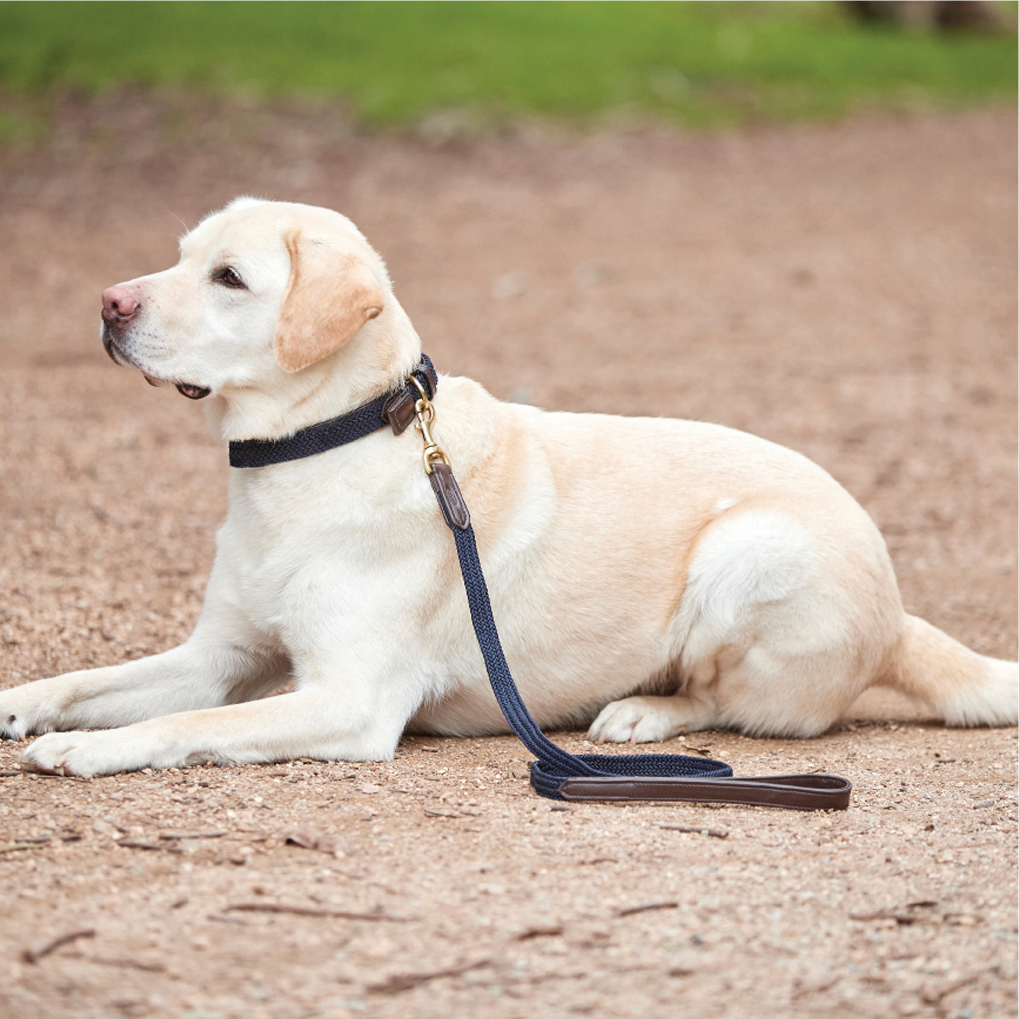 Weatherbeeta Leather Plaited Dog Collar - Brown / Navy
